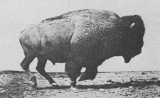 Buffalo Cantering