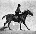 Muybridge Horse Jumping